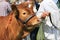 A bull being shown at a county show