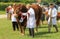 A bull being shown at a county show