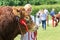 A bull being shown at a county show