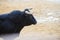 Bull being teased by brave young men in arena after the running-with-the-bulls in the streets of Denia, Spain