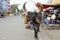 Bull with big horns on Ujjain City street. India