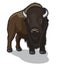 Bull Bison