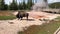 Bull bison buffalo in the Yellowstone National Park