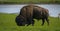 Bull bison eating in the summer