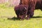 Bull bison grazing