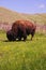 Bull bison grazing