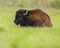 Bull Bison At Oklahoma tall grass prairie preserve