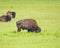 Bull Bison At Oklahoma tall grass prairie preserve