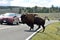 Bull Bison on The Road