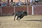 Bull black with big horns in traditional spectacle on spain