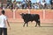 Bull black with big horns in traditional spectacle on spain