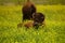 Bull buffalo laying in the grass.