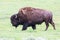 Bull buffalo shedding winter coat