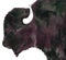 Bull Buffalo watercolor painting