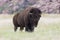 Bull buffalo in wichita mountains