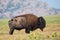 Bull Buffalo in Wichita Mountains