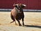 Bull in bullfighting ring