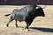 Bull in bullfighting ring