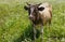 Bull-calf chained on summer erigeron annuus flower field