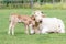 Bull calf hugging mother cow in green meadow