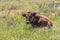 Bull-calf resting on summer flowering meadow