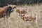 Bull and calves in the countryside. Cattle and ivestock. Mammal