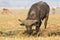 Bull cape buffalo digging in mud