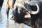 Bull Cape Buffalo (Syncerus caffer), at the waterhole, Africa