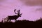 Bull Caribou Silhouetted