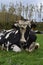 Bull Chained and Secured in a Field on a Farm