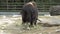 Bull chewing some food in zoo