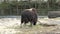 Bull chewing some food in zoo