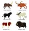 Bull collection vector illustration isolated on white background.