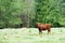 Bull in country pasture