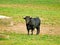 Bull on countryside in Salamanca, Spain