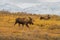 Bull and Cow Alaska Yukon Moose