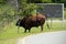 Bull cow alongside the road