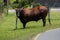 Bull cow alongside the road