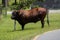 Bull cow alongside the road