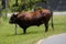 Bull cow alongside the road