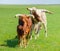Bull, cow and calf of the Watusi cattle in steppe