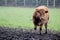 Bull cow in a green field
