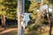 Bull cow skull on farm ranch gate autumn sunny day vibrant orange green colors rural scene