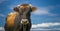 Bull or Cow standing with blue sky and clouds