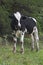 Bull (cow) standing in a grassy pasture