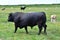 Bull and cows, Cley-next-the-Sea, Norfolk, England