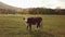 Bull. cows graze on pasture in autumn. cattle in field. livestock and farming.