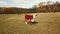 Bull. cows graze on pasture in autumn. cattle in field. livestock and farming.