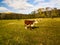 Bull. cows graze on pasture in autumn. cattle in field. livestock and farming.