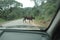 Bull crossing the road
